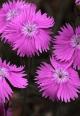 Pfingstnelke Edersee Banfe